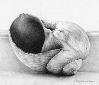 graphite drawing of moonsnail shell