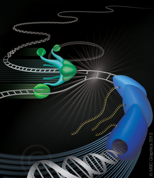 Illustration of Replication Transcription Collisions