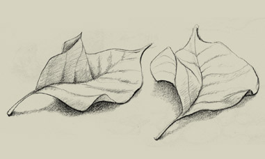Pencil Sketch of Leaves