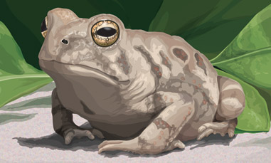 Illustration of Fowler's Toad_5