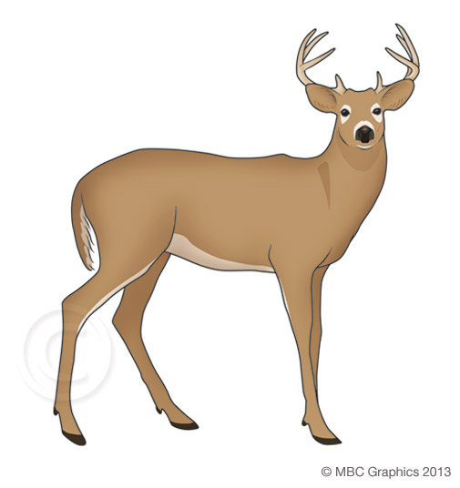 Illustration of White-Tailed Deer