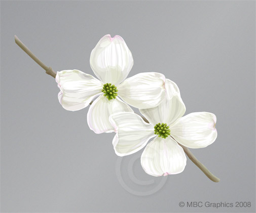 Illustration of Flowering Dogwood Blossoms