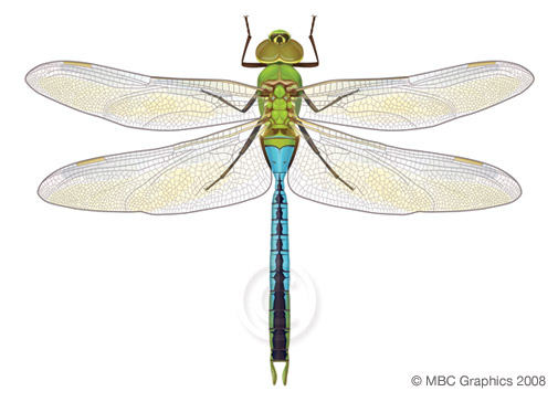 Illustration of Common Green Darner Dragonfly