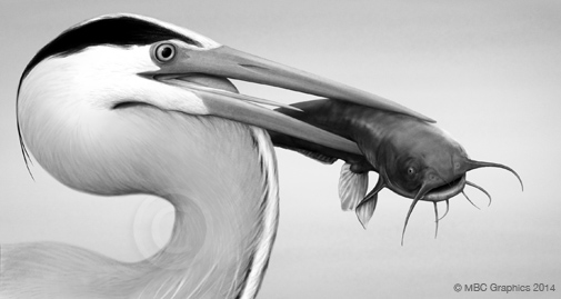 Illustration of Great Blue Heron holding Catfish