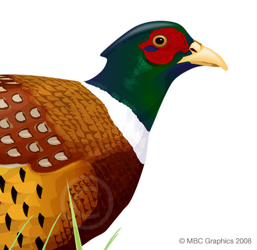 Illustration of Ring-Necked Pheasant (detail)