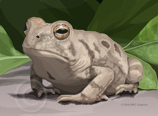 Illustration of Fowler's Toad