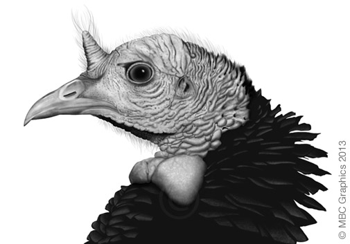 Illustration of Wild Turkey