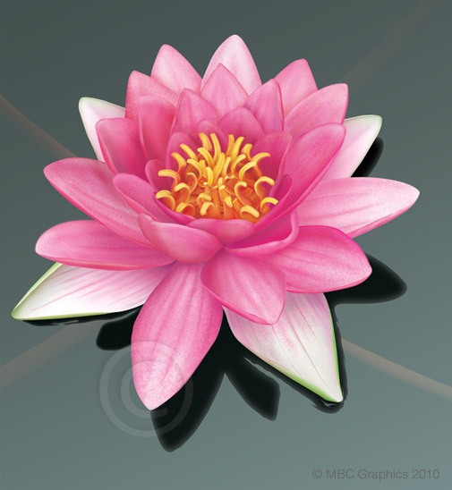 Illustration of Waterlily