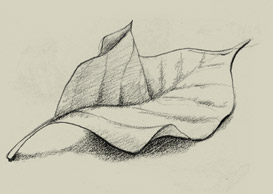 sketch of leaves