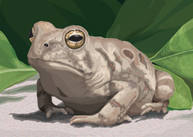 fowler's toad illustration
