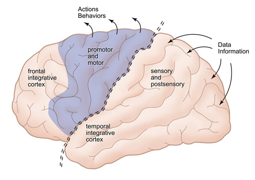 Illustration of Brain Functions