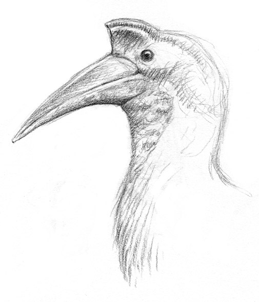 Observational Sketch of a Hornbill