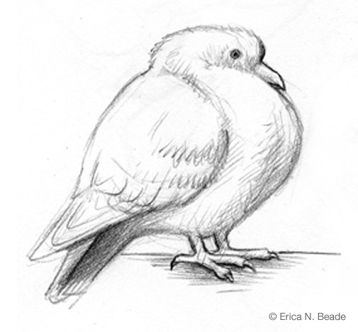 Cartoon Sketch of a Pigeon